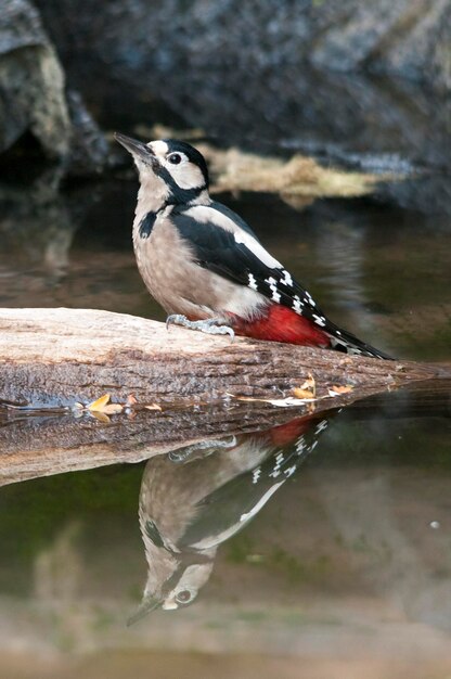 Dendrocopos major - De grote bonte specht is een vogel uit de familie Picidae