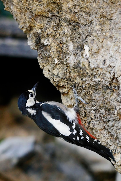 Dendrocopos major - De grote bonte specht is een vogel uit de familie Picidae