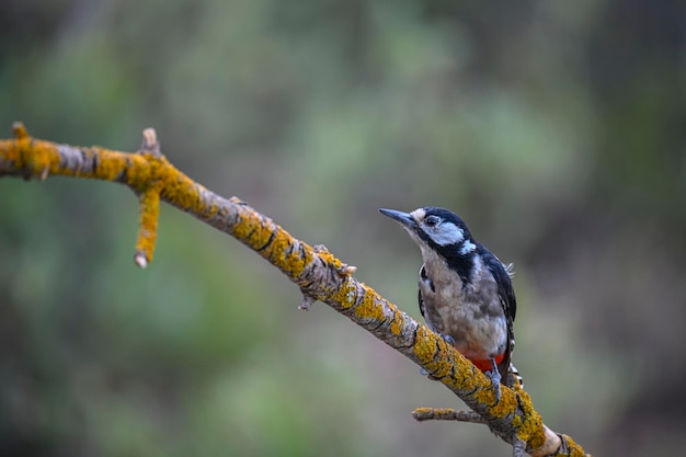 Dendrocopos major or great spotted woodpecker is a piciform bird of the picidae family