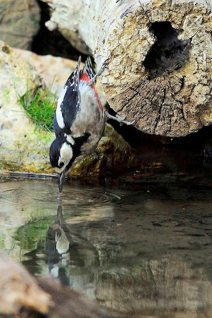 Dendrocopos major - The great spotted woodpecker is a species of bird in the Picidae family