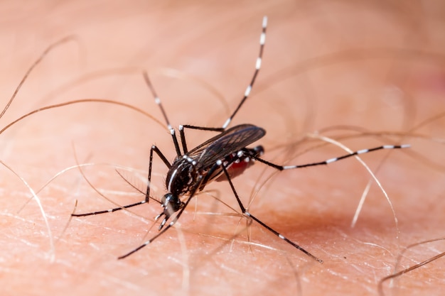 Zanzara dengue, zika e chikungunya (aedes albopictus) che morde la pelle umana