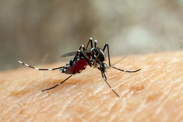 Foto dengue, zika en chikungunya koorts mug (aedes aegypti) bijten menselijke huid - bloed drinken