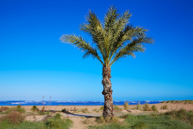 Denia strand las marinas met palmbomen alicante