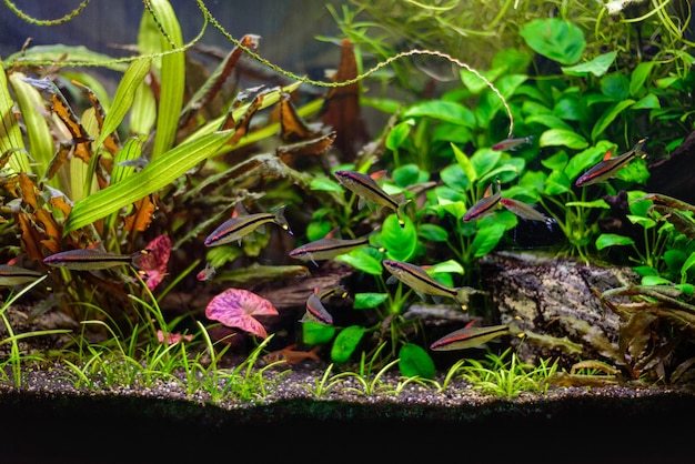 Photo denisoni barbus (puntius denisonii, sahyadria denisonii ) group of fish in freshwater aquarium.