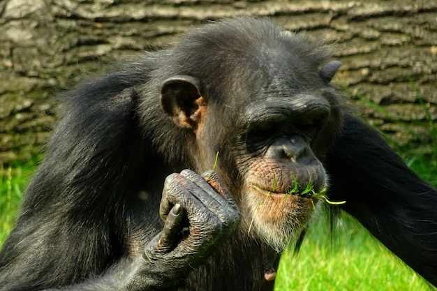 Denkende chimpansee, gorilla zittend op de rots