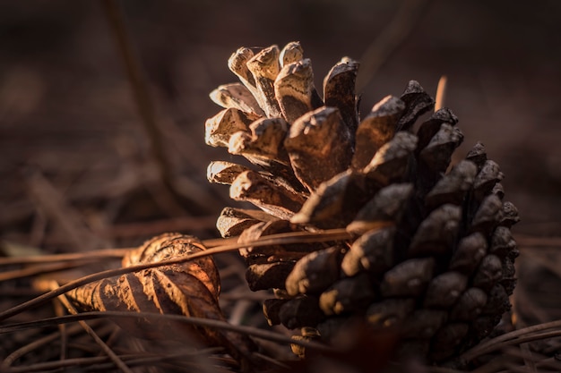 Denneappel voor het nieuwe jaar in het bos