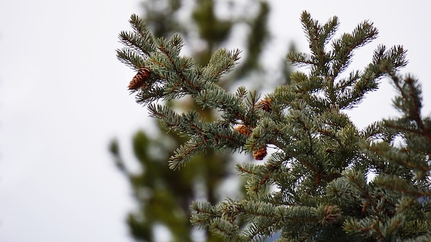 Denneappelboom in park op witte achtergrond