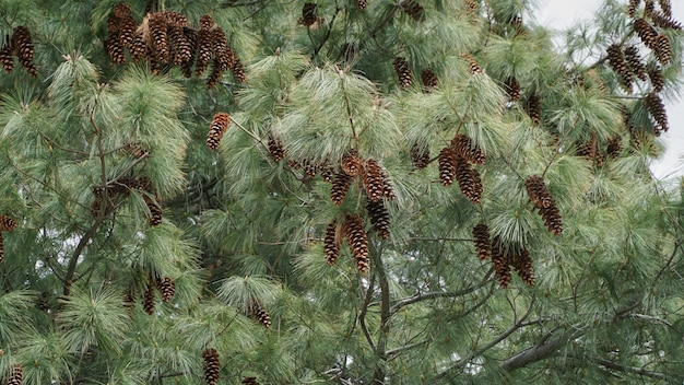 Denneappelboom met denneappels