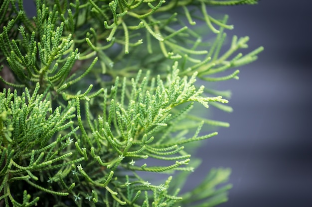 dennen blad textuur en achtergrond, close-up