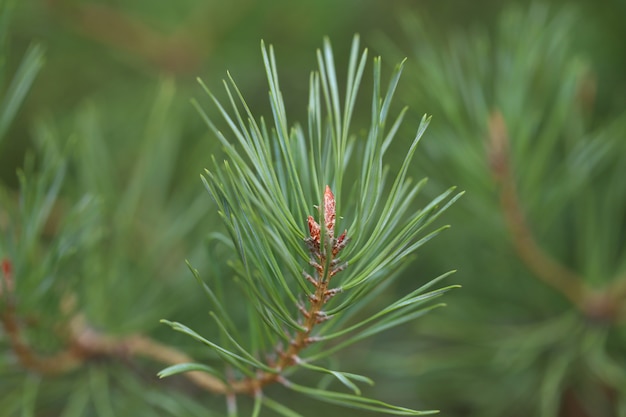 dennen of kerstboom takken