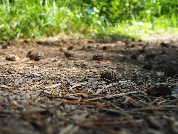 Dennen- of sparrenkegels liggen op oud opgedroogd gebladerte en op dennennaalden close-up Bospad in een naaldbos Groene bomen op de achtergrond Het thema van ecologie en bosbehoud