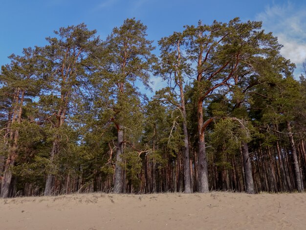 Dennen op de zandige kust van de Golf van Finland