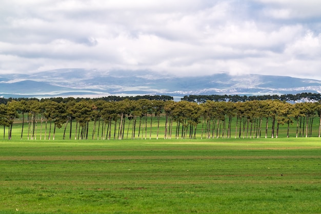 Dennenaanplant in groene akkers