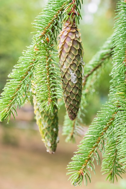 Dennenappel in een pijnboom. Pijnboomtakken in de natuur.