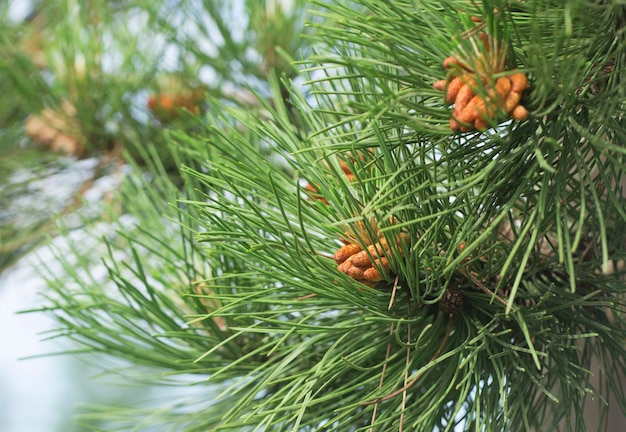 Dennenappel in weelderige groene boom buiten