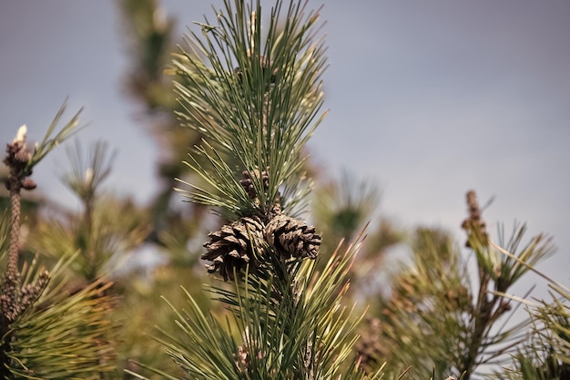 Dennenappels en naalden Dennenboomtakken met dennenappels Zaadkegels op naaldboom