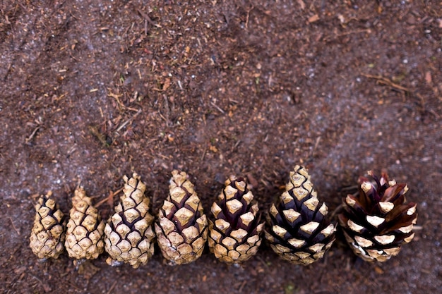 Dennenappels in oplopende volgorde opgesteld