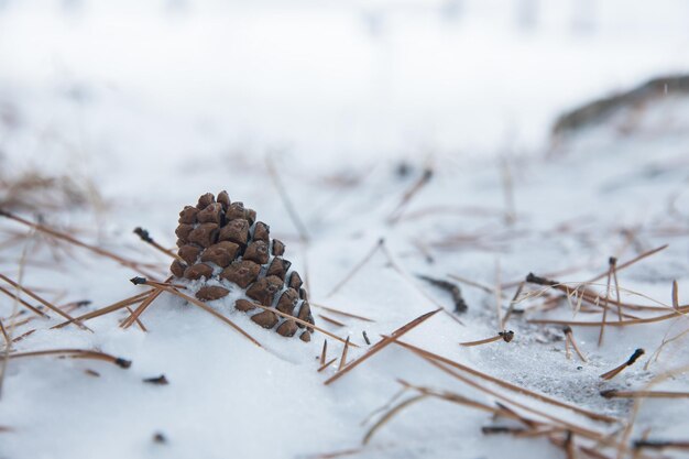 Dennenappels met sneeuw