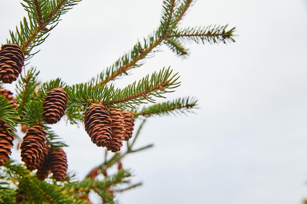 Dennenappels op dennenboom met lege hemelachtergrond