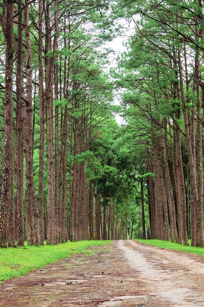 Dennenbomen en wegen met de natuur.