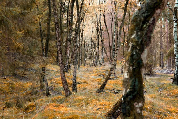 Dennenbomen in het bos in de herfst