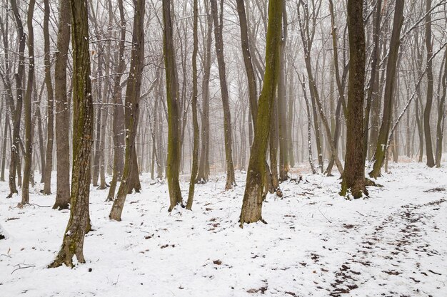 Foto dennenbomen in het bos in de winter