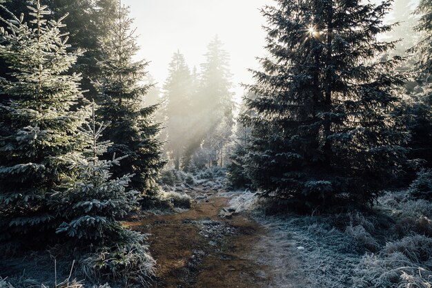 Dennenbomen in het bos in de winter