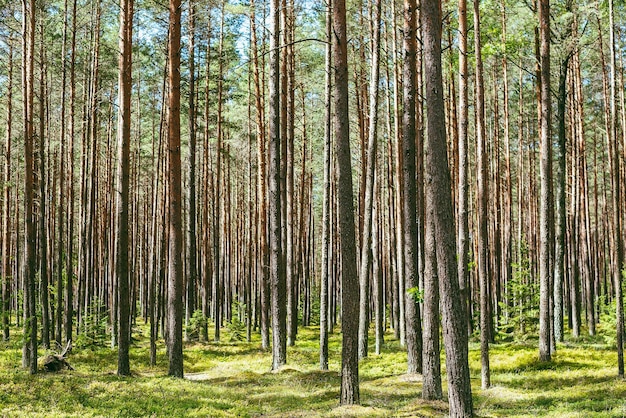 Dennenbomen in het bos
