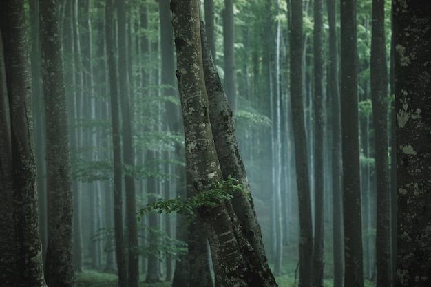 Dennenbomen in het bos
