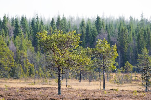 Foto dennenbomen in het bos