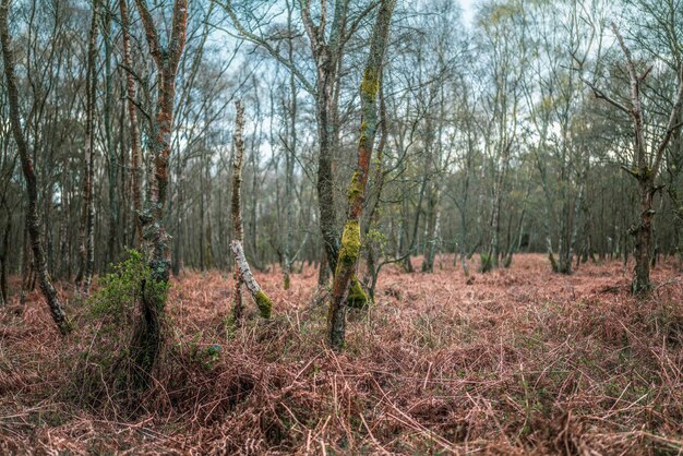 Dennenbomen in het bos