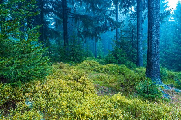 Dennenbomen in het bos