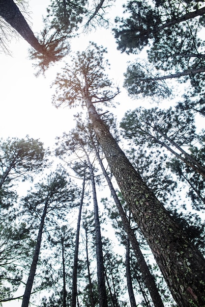 Dennenbomen met de lucht.