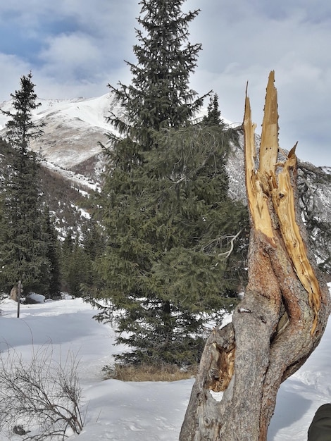 Foto dennenbomen op een met sneeuw bedekte berg tegen de lucht