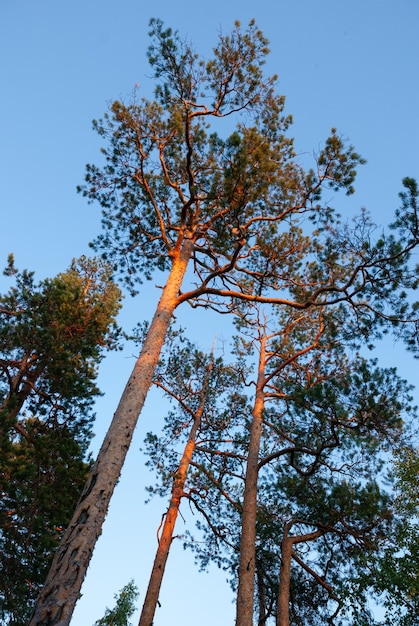 Dennenbomen verlicht door de stralen van de zonsondergang tegen de blauwe lucht