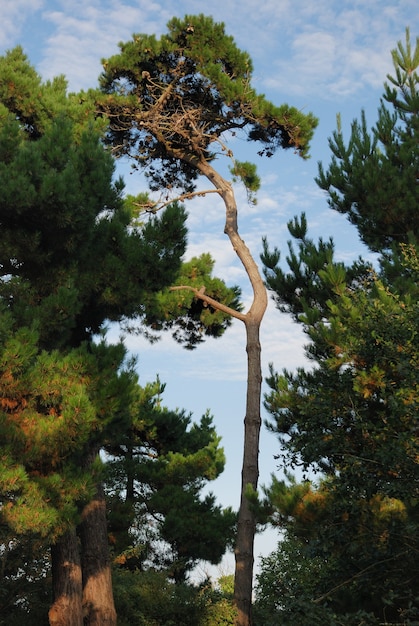 dennenbomen