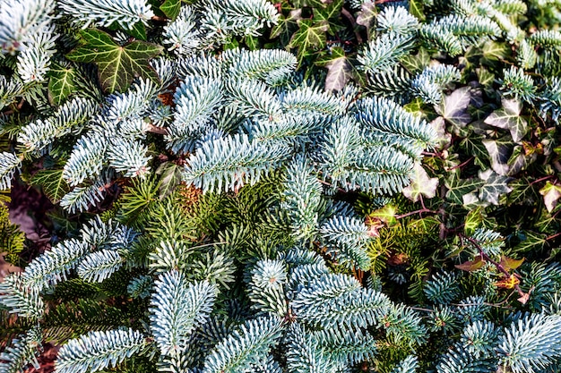 Dennenboom achtergrond. Blauwe sparren tak en klimop bladeren. Kersttijd