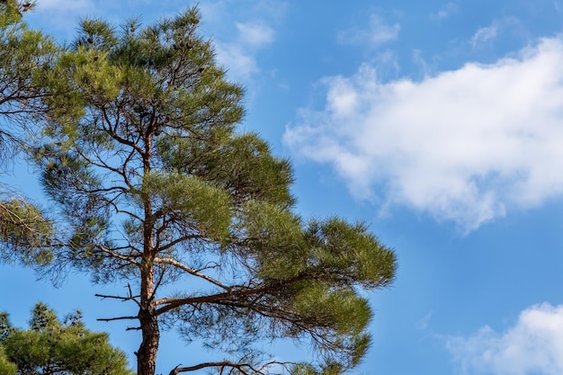 dennenboom, blauwe lucht en witte wolken