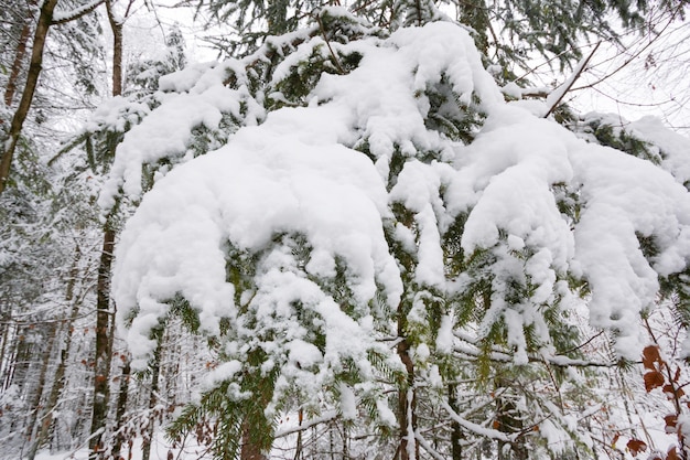 dennenboom in de winterkleed Sneeuw