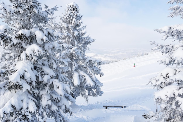 Dennenboom in een bergbos bedekt met sneeuw