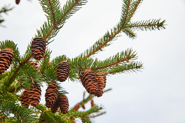 Dennenboom met kleine dennenappels