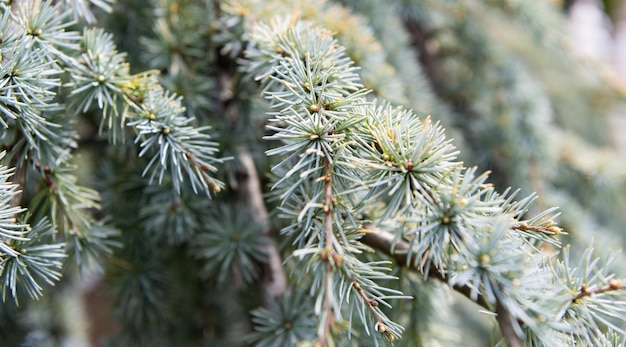 Dennenboom of dennenappel groene natuurlijke achtergrond