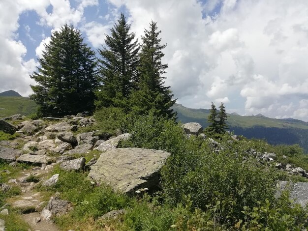 Foto dennenboom op de berg tegen de hemel