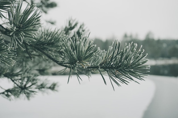Dennenboom tegen de lucht in de winter