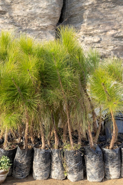 Dennenboompje groeit in een zak in een plantenkwekerij