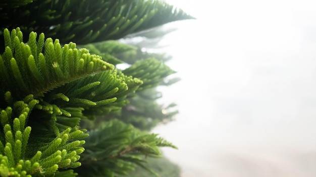 DennenboomPlantgroei Tree Pine Close Up on Weather Fog BackgroundForest in Winter Spring Season Outdoor Landscape Free SpaceFresh Green Leaves Cold Climate in Dawn MorningKerstboomsymbolen