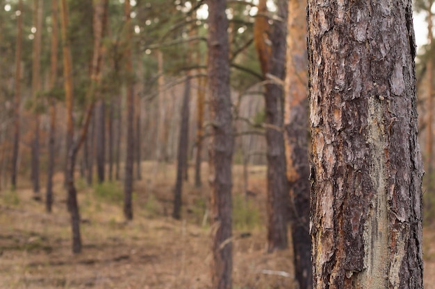 Dennenboomstam in het bos