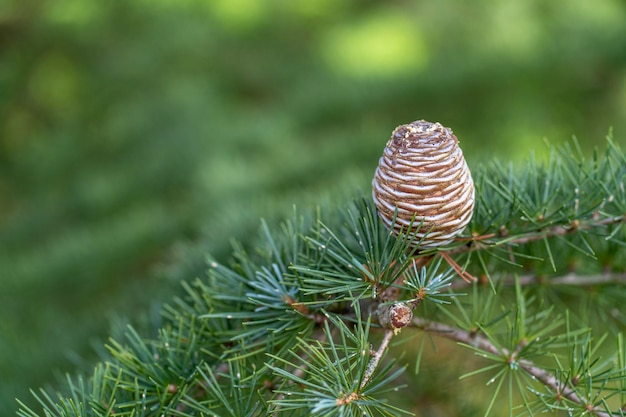 Dennenboomtak met dennenappel