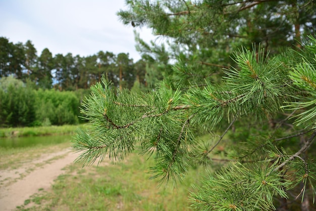 dennenboomtak op de achtergrond van bos en weg