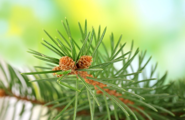 Dennenboomtak, op groen oppervlak